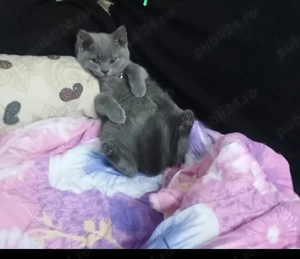 british short hair  - imagine 3