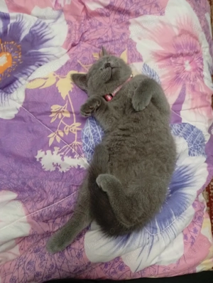 british short hair  - imagine 4