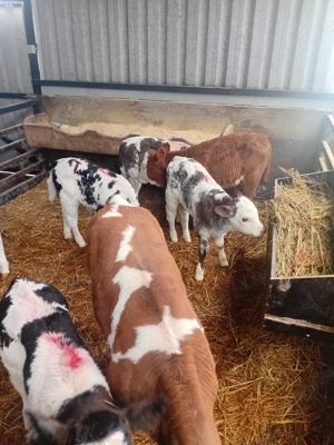 de vanzare vitei - imagine 3