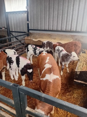 de vanzare vitei - imagine 4