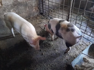 soldani 70 ,80kg - imagine 3