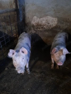 soldani 70 ,80kg - imagine 4