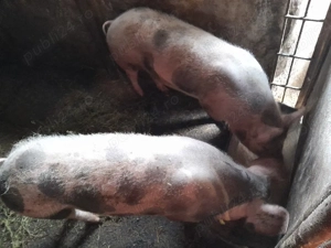 soldani 70 ,80kg - imagine 2