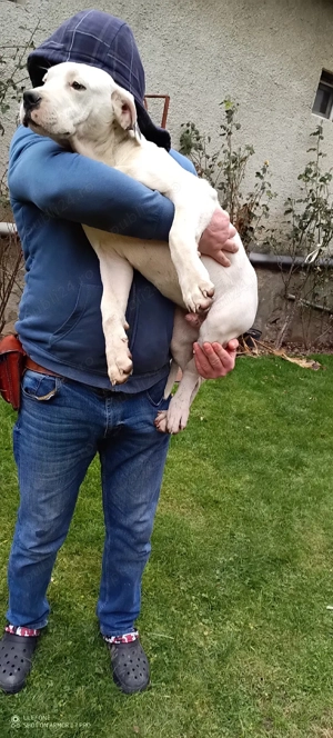 Dogo Aregetinian - imagine 2