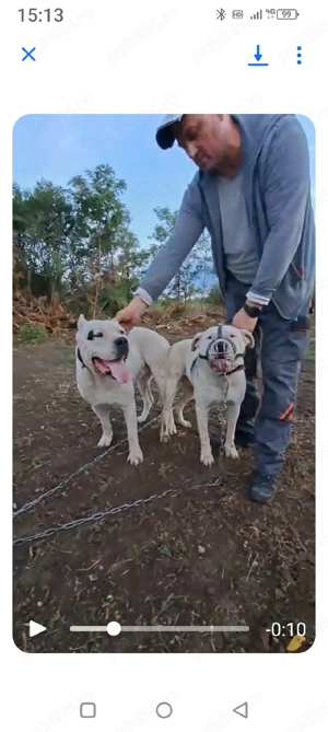 Dogo Aregetinian - imagine 3