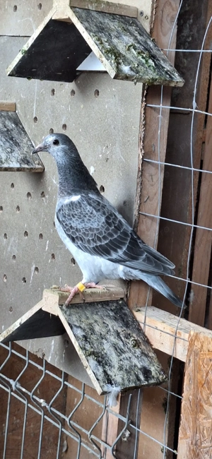 Porumbei voiajori - imagine 3