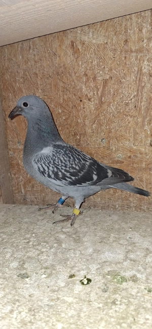 Porumbei voiajori - imagine 4