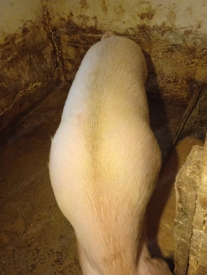 Porc sacrificiu, marele alb  - imagine 2