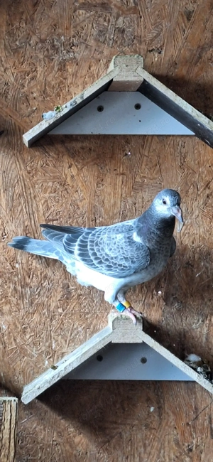 Porumbei voiajori - imagine 2