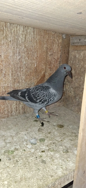 Porumbei voiajori - imagine 5