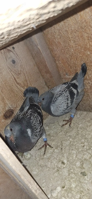 Porumbei voiajori - imagine 2