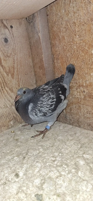 Porumbei voiajori - imagine 5