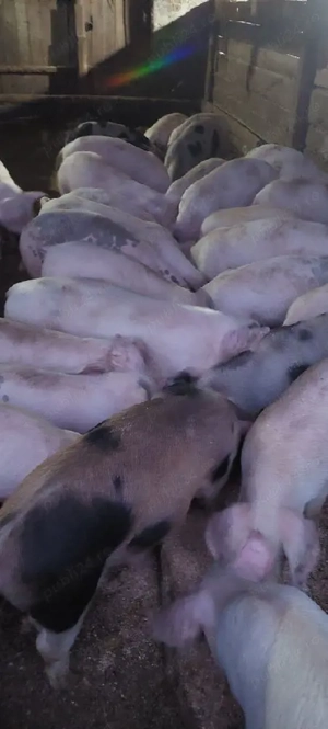 vănd șuldei 350 400 buc