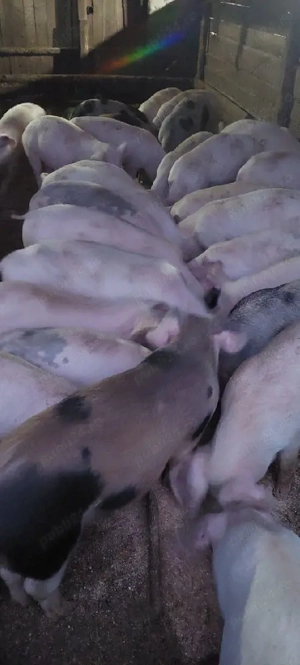 vănd șuldei 350 400 buc - imagine 2