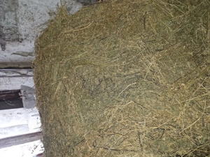 Vând baloti lucernă calitate  - imagine 5