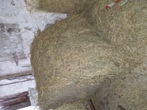 Vând baloti lucernă calitate  - imagine 3