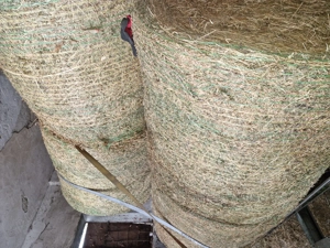 Vând baloti lucernă calitate  - imagine 2