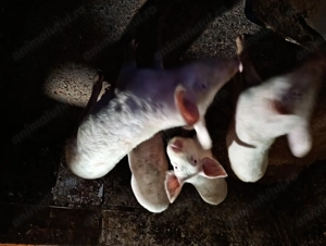 Șoldani de vânzare marele alb  - imagine 4