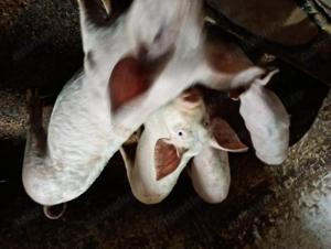 Șoldani de vânzare marele alb  - imagine 3