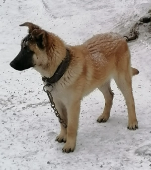 Ciobănesc belgian Malinois  - imagine 2