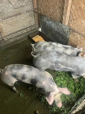 Vind porc rasa pietran