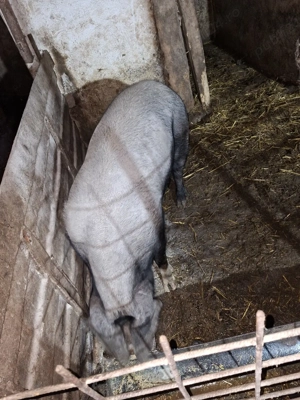porci de sacrificat - imagine 2