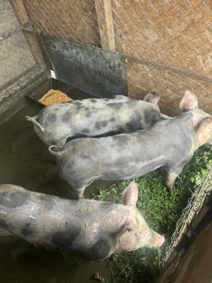 Vind porc rasa pietran - imagine 2