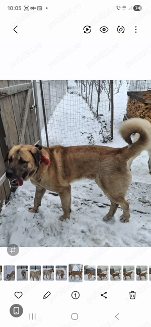 Kangal turcesc mascul - imagine 2