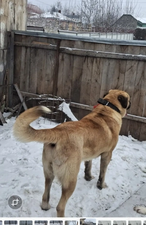 Kangal turcesc mascul