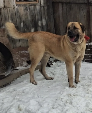 Kangal turcesc mascul - imagine 3