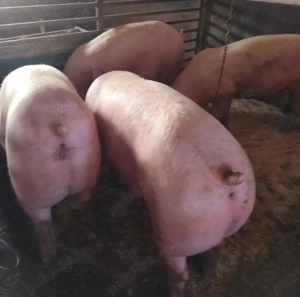 Vand Porci si Purcei - imagine 2