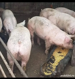 Vand Porci si Purcei - imagine 4