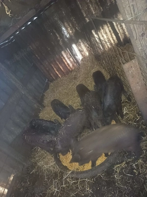 Porci de vanzare sau schimb cu porumb  - imagine 5