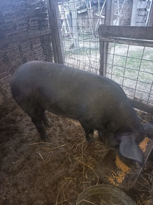 Porci de vanzare sau schimb cu porumb 