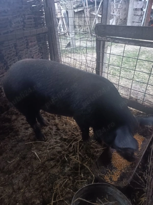 Porci de vanzare sau schimb cu porumb  - imagine 2