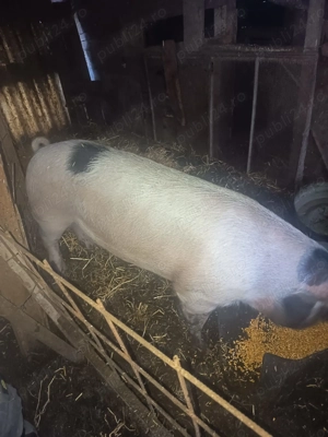 Porci de vanzare sau schimb cu porumb  - imagine 3