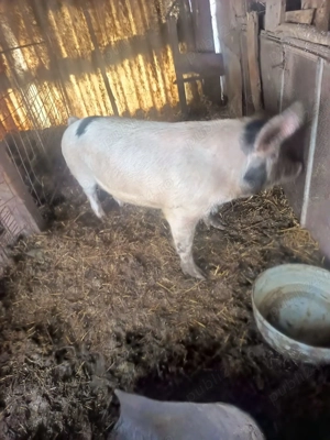 Porci de vanzare sau schimb cu porumb  - imagine 4