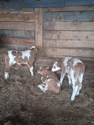 Vand 3 taurasi frumosi