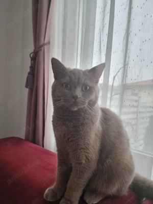 Motan British shorthair 