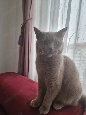 Motan British shorthair  - imagine 3