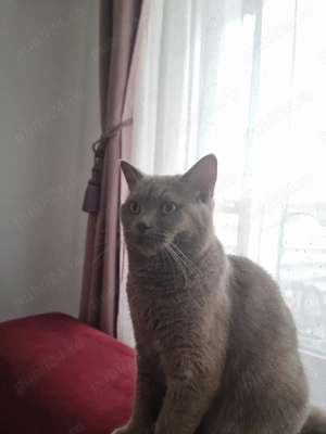 Motan British shorthair  - imagine 2