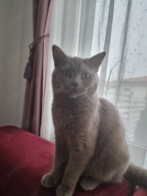 Motan British shorthair  - imagine 4