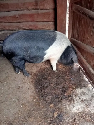 Scroafă de vânzare  - imagine 3