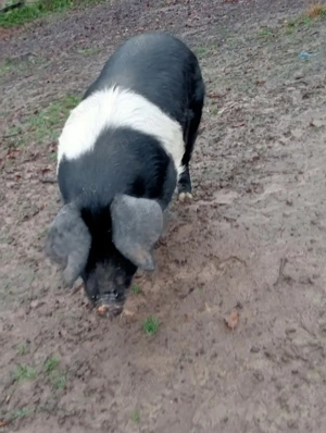 Scroafă de vânzare  - imagine 2