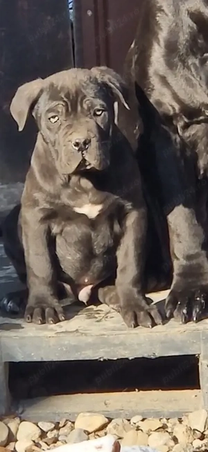 Vând pui Cane corso mascul 