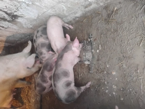 Purcei 8 săptămâni  - imagine 4