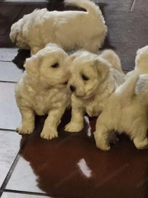 Puiuț mic dornic pentru a gasi o noua familie   - imagine 2