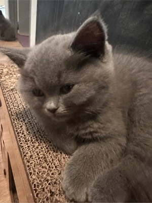 pui pisica Brithish - imagine 2