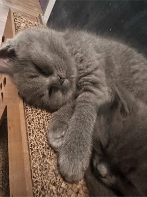 pui pisica Brithish - imagine 3