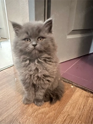 pui pisica Brithish - imagine 4